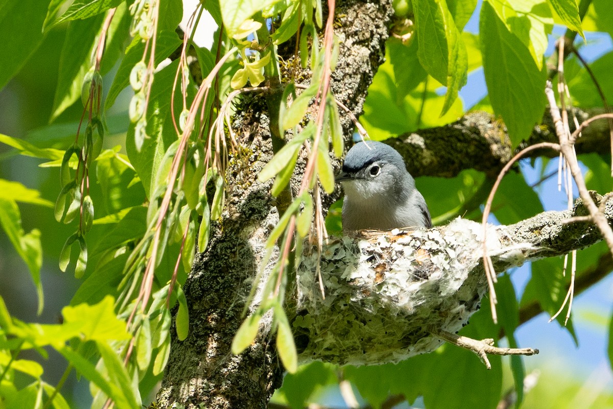 Gobemoucheron gris-bleu - ML553577751