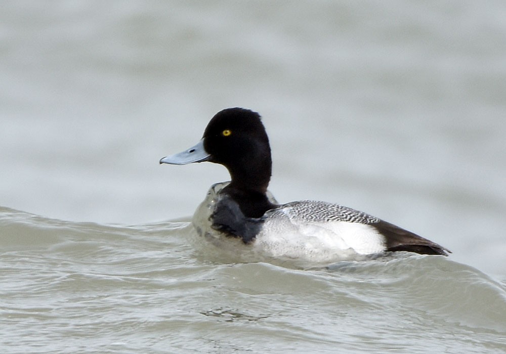 Lesser Scaup - ML553578111