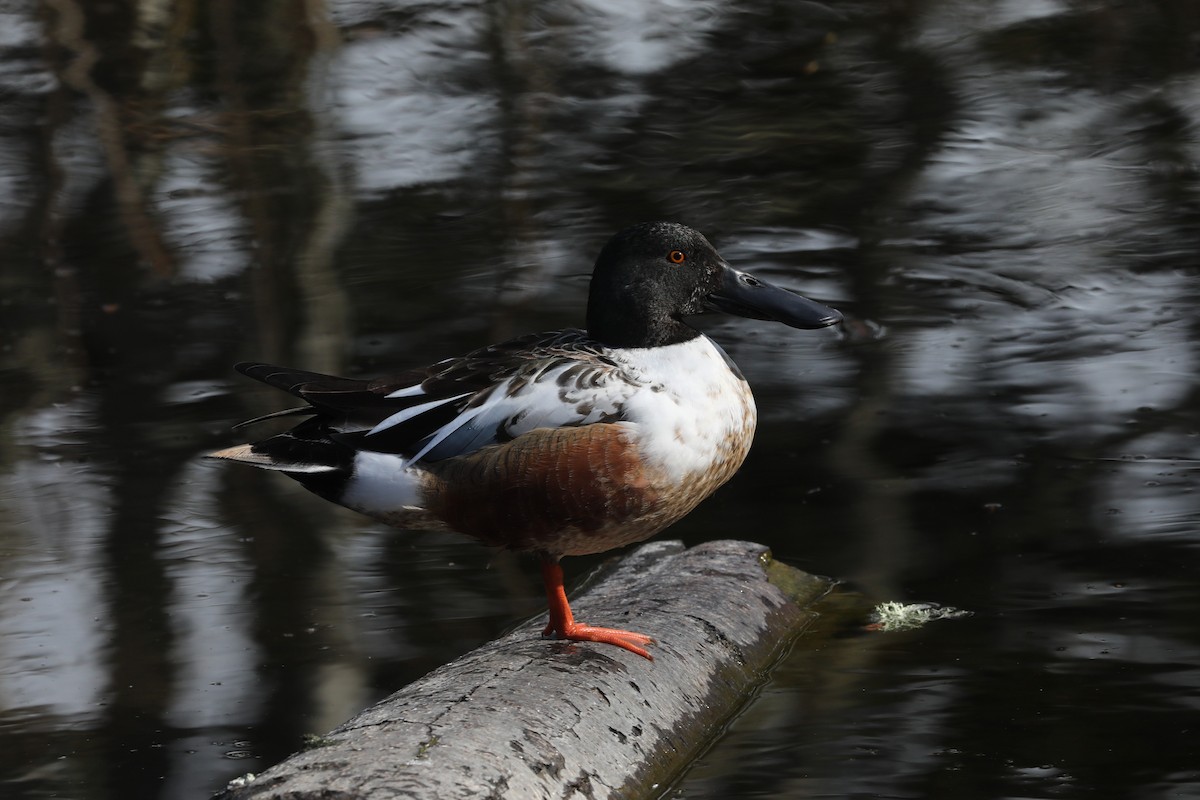 Northern Shoveler - ML553578571