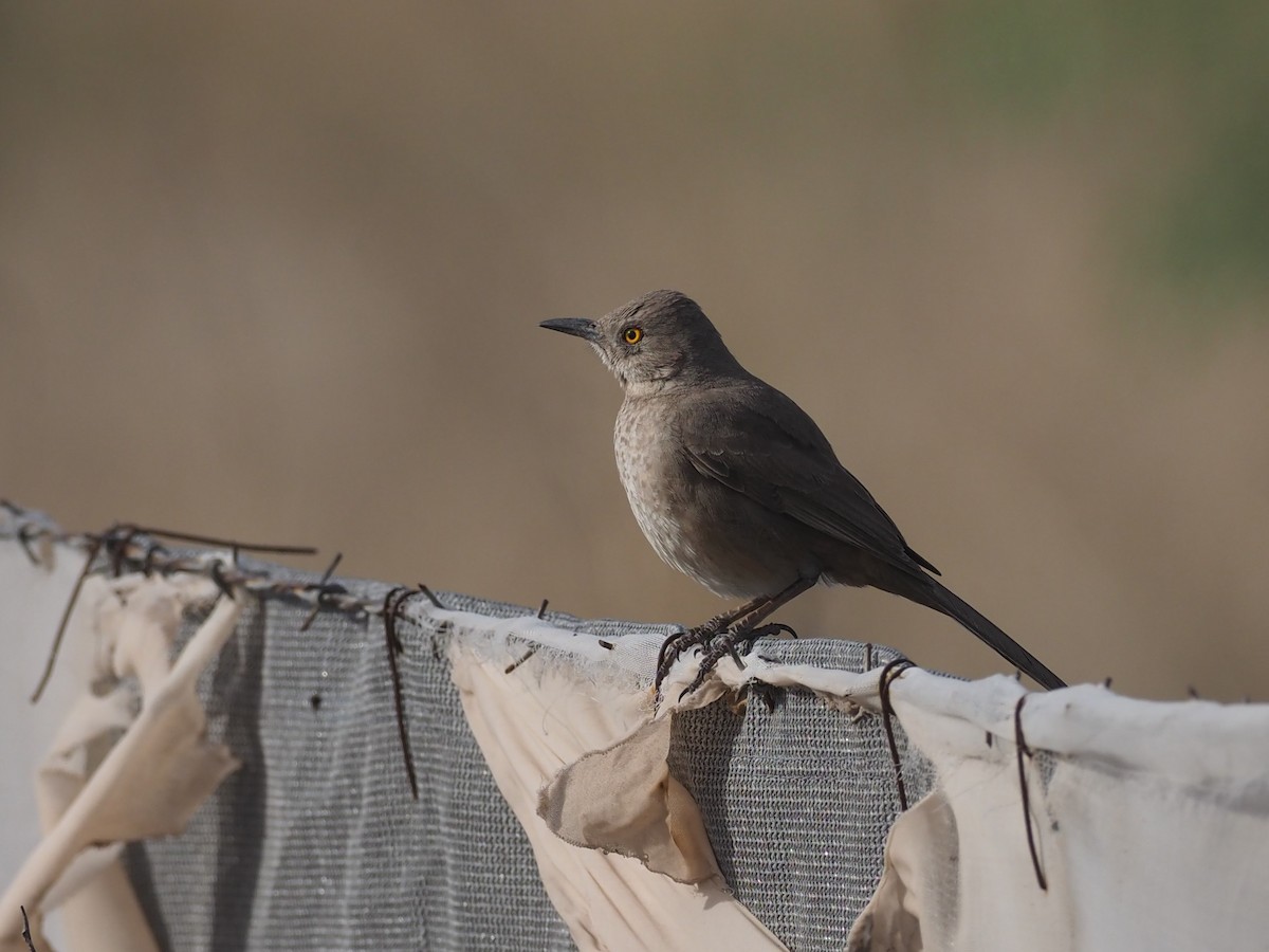 Bendire's Thrasher - ML553578751