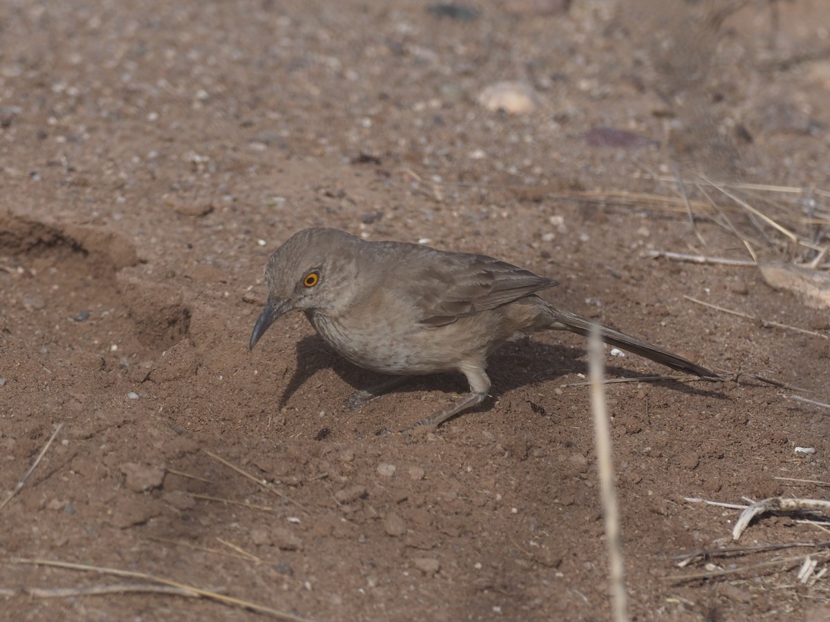 Bendire's Thrasher - ML553578761