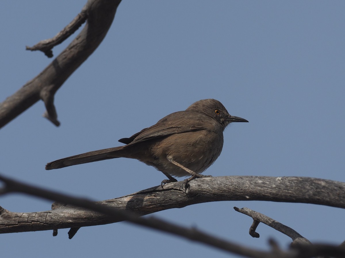 Bendire's Thrasher - ML553578771