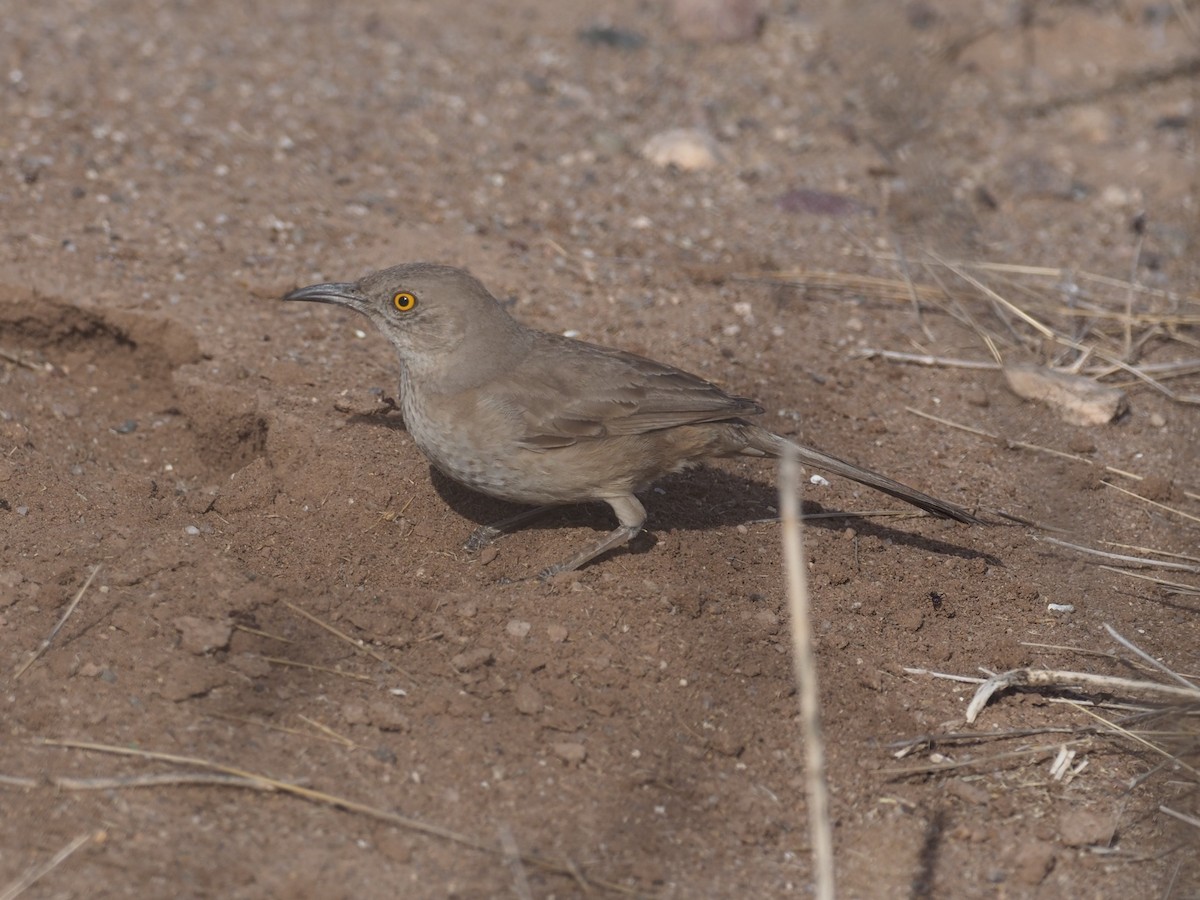Bendire's Thrasher - ML553578781