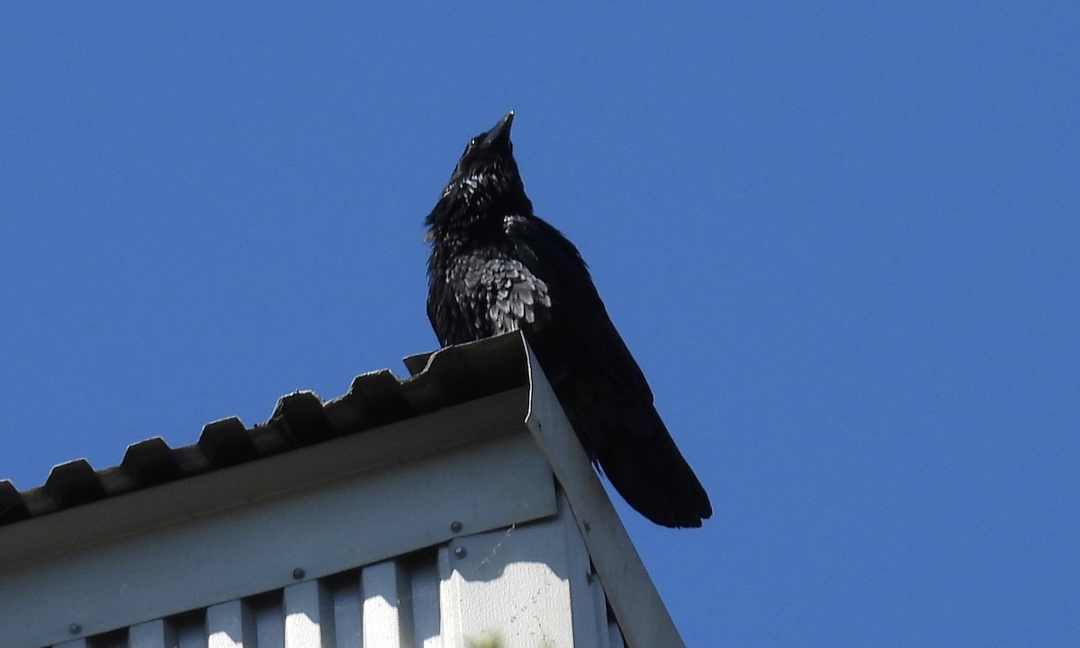 Common Raven - ML553578801