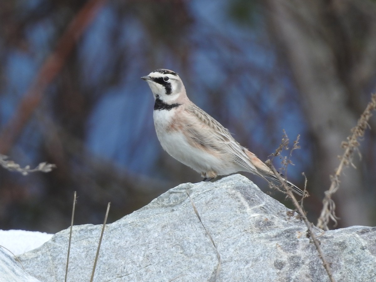 Horned Lark - ML553578881