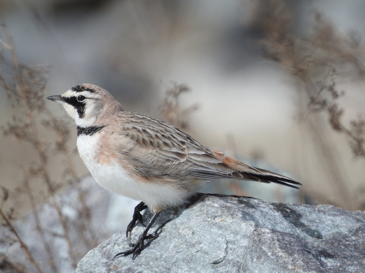 Horned Lark - ML553578901