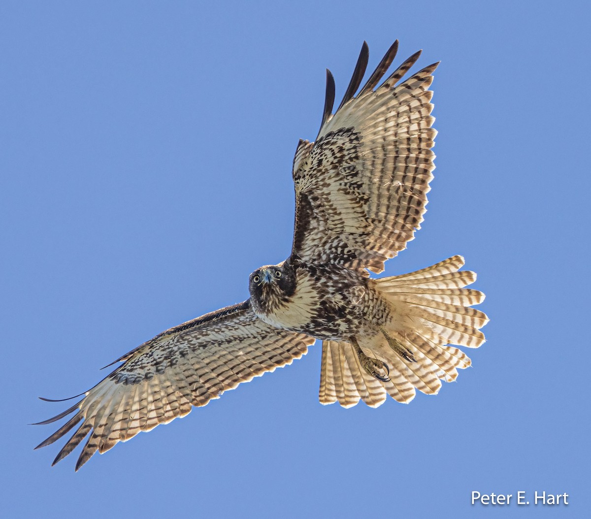 Red-tailed Hawk - Peter Hart