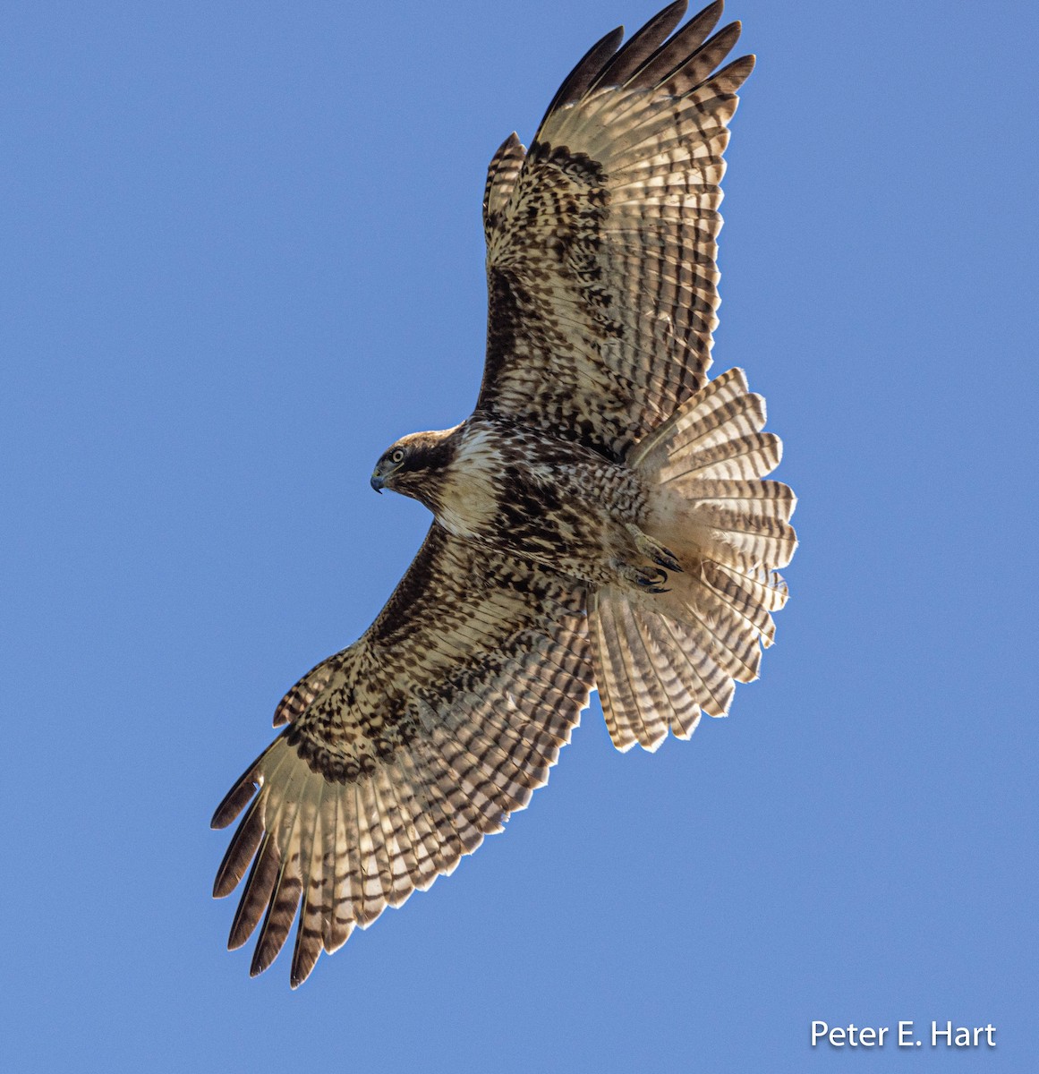 Red-tailed Hawk - Peter Hart