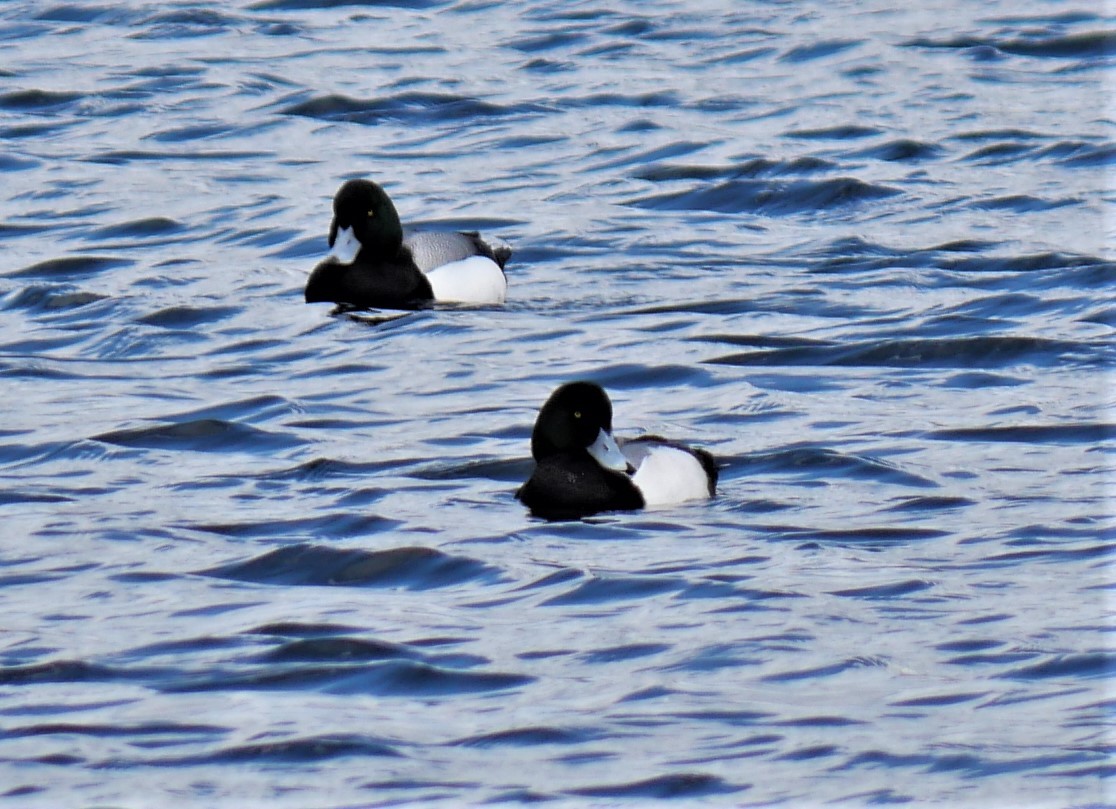 Greater Scaup - ML553579651