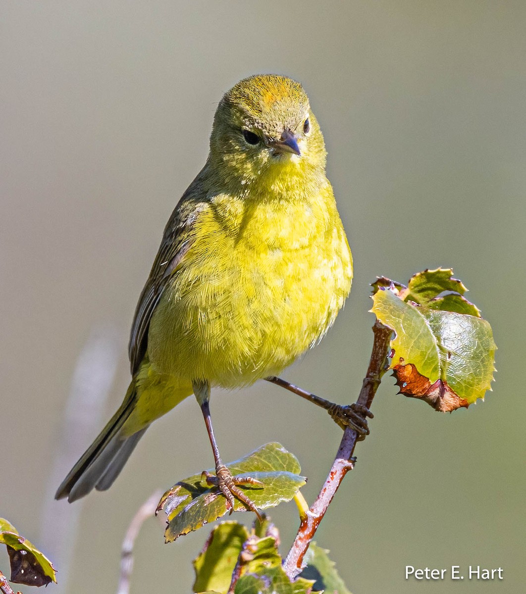 Orange-crowned Warbler - Peter Hart