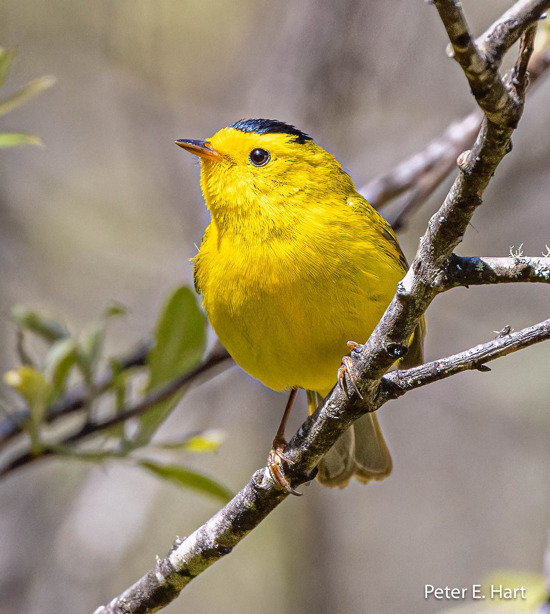 Wilson's Warbler - ML553579751