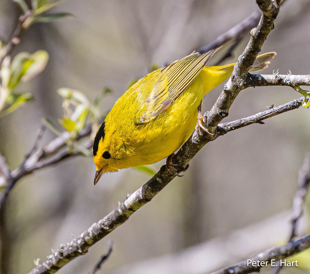 Wilson's Warbler - ML553579761