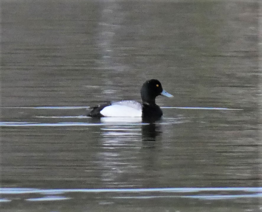 Greater Scaup - ML553580131