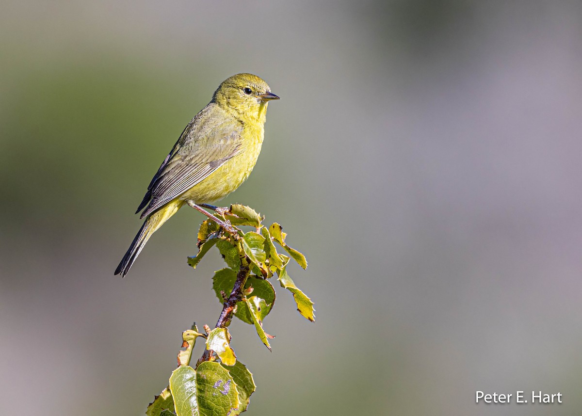 Orange-crowned Warbler - Peter Hart