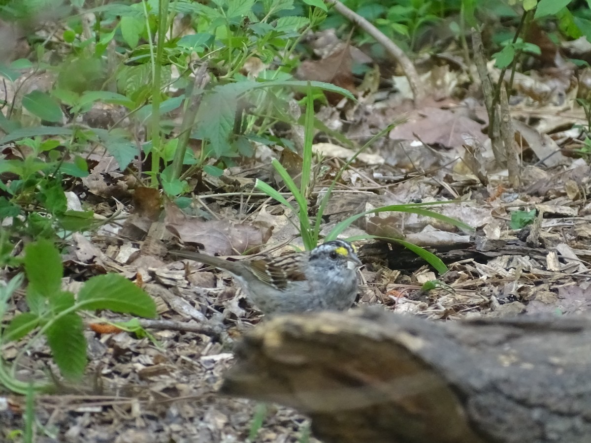 White-throated Sparrow - ML553582861