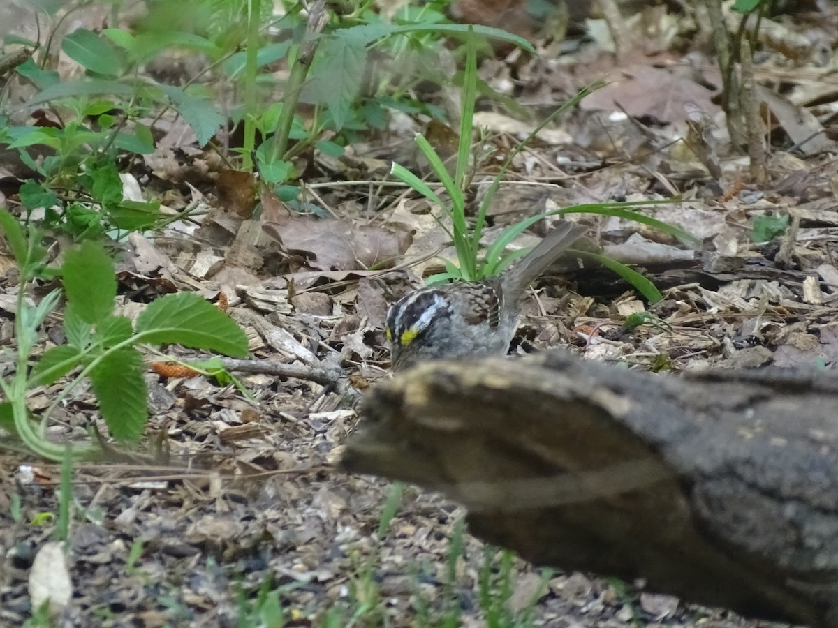 White-throated Sparrow - ML553582871