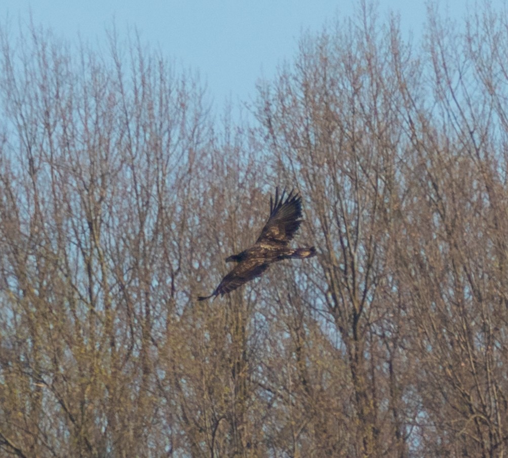 Bald Eagle - ML553583411