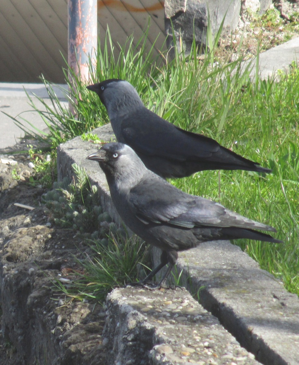 Eurasian Jackdaw - ML553584761