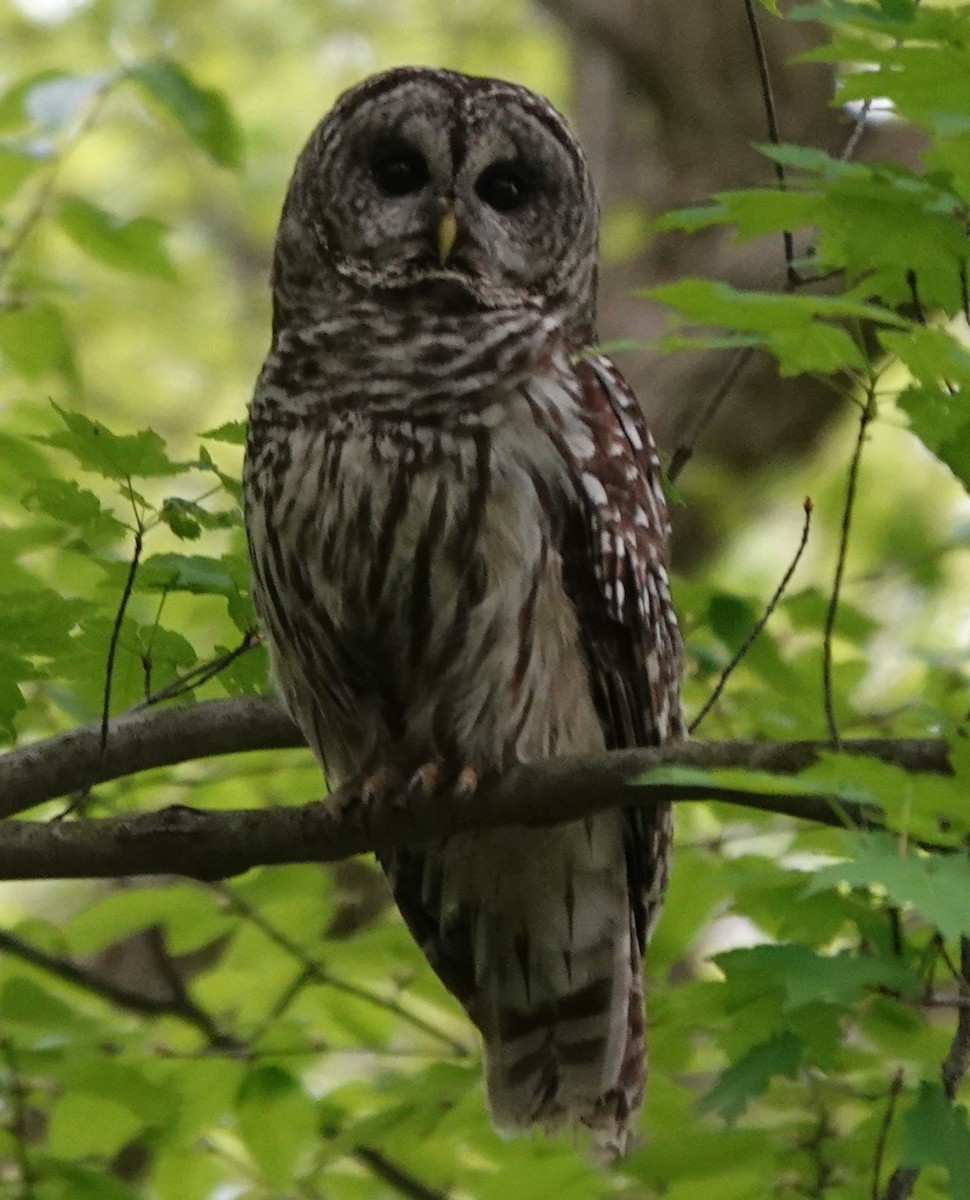 Barred Owl - ML553584791