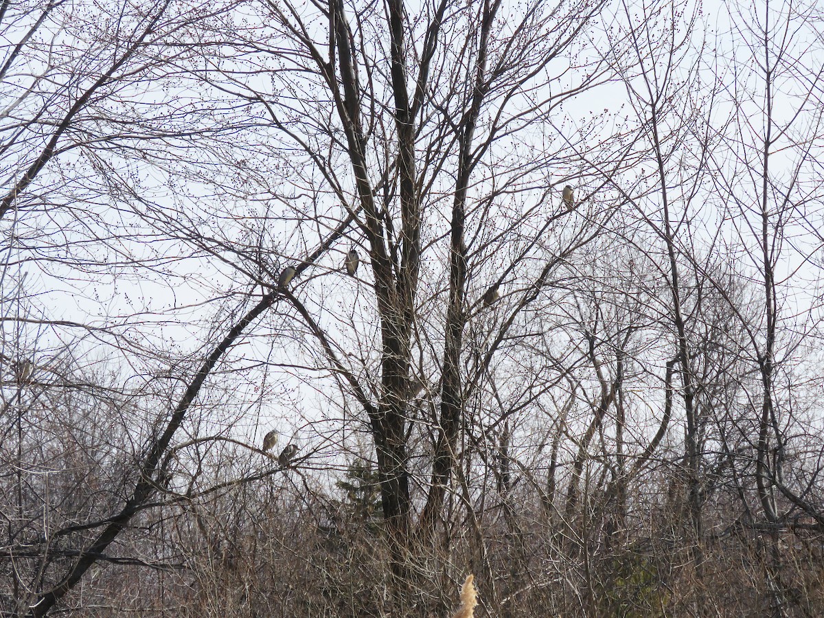 ゴイサギ - ML553584911