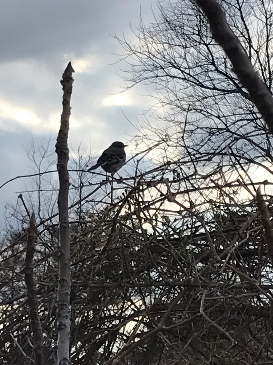 Northern Mockingbird - ML553585751