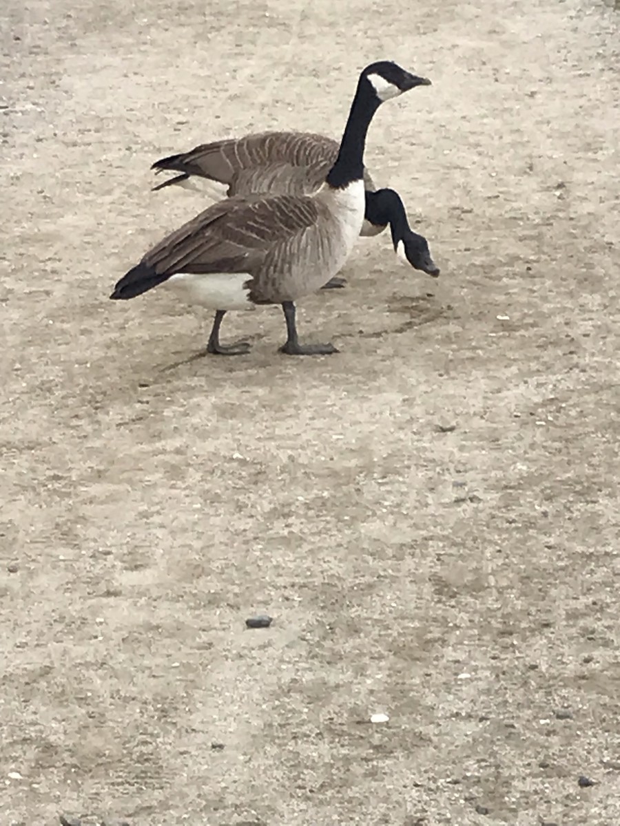 Canada Goose - Susan McHale