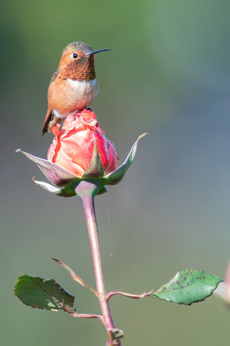 Allen's Hummingbird - ML553587201