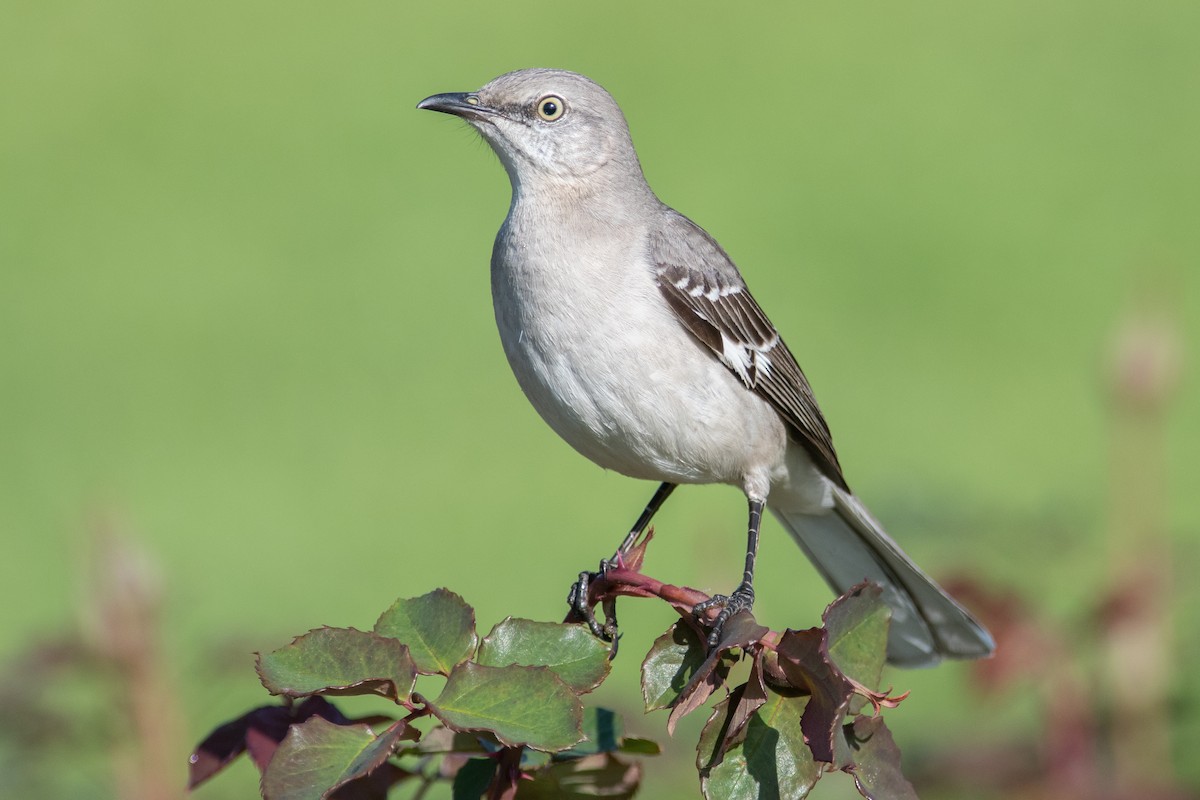 Northern Mockingbird - ML553588261