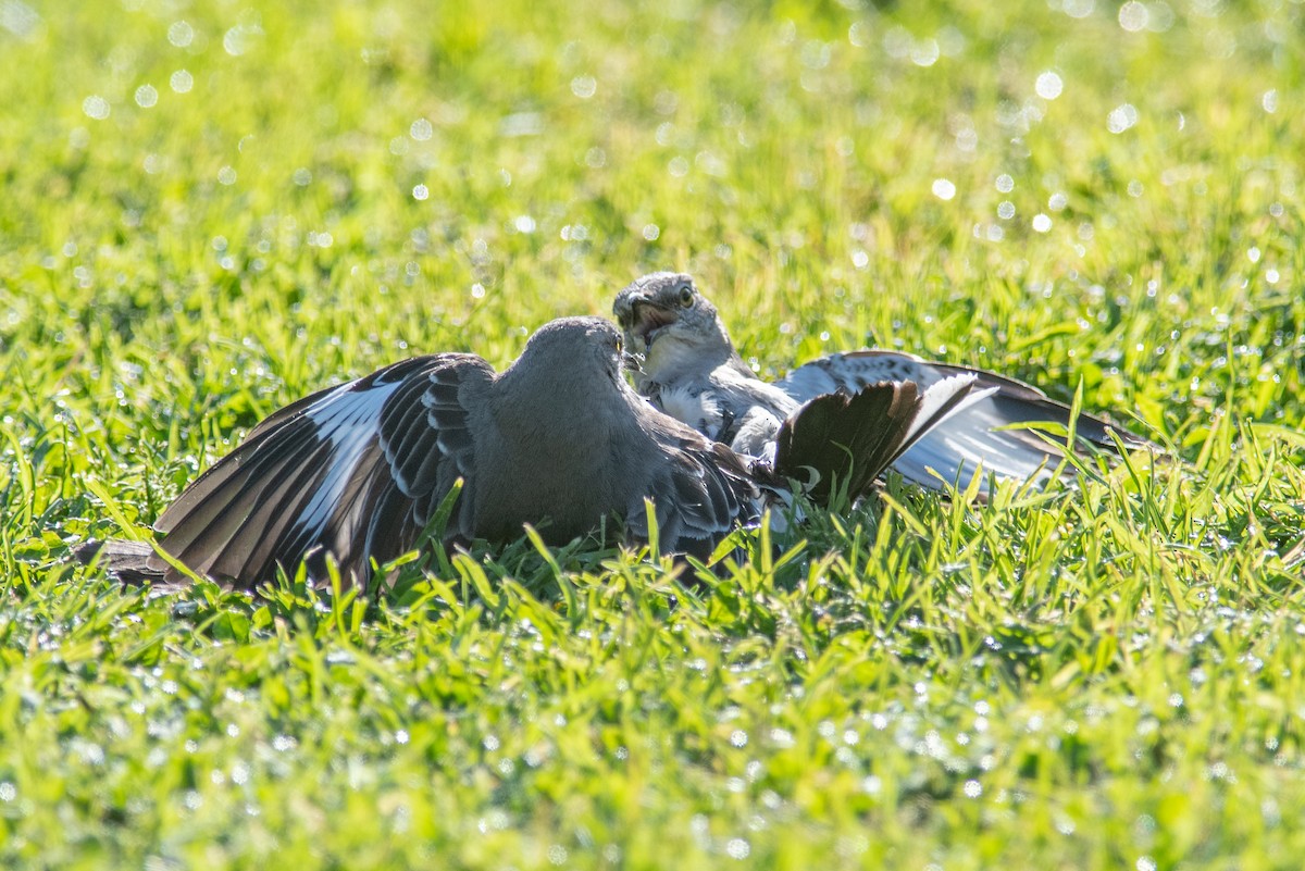 Northern Mockingbird - ML553588391