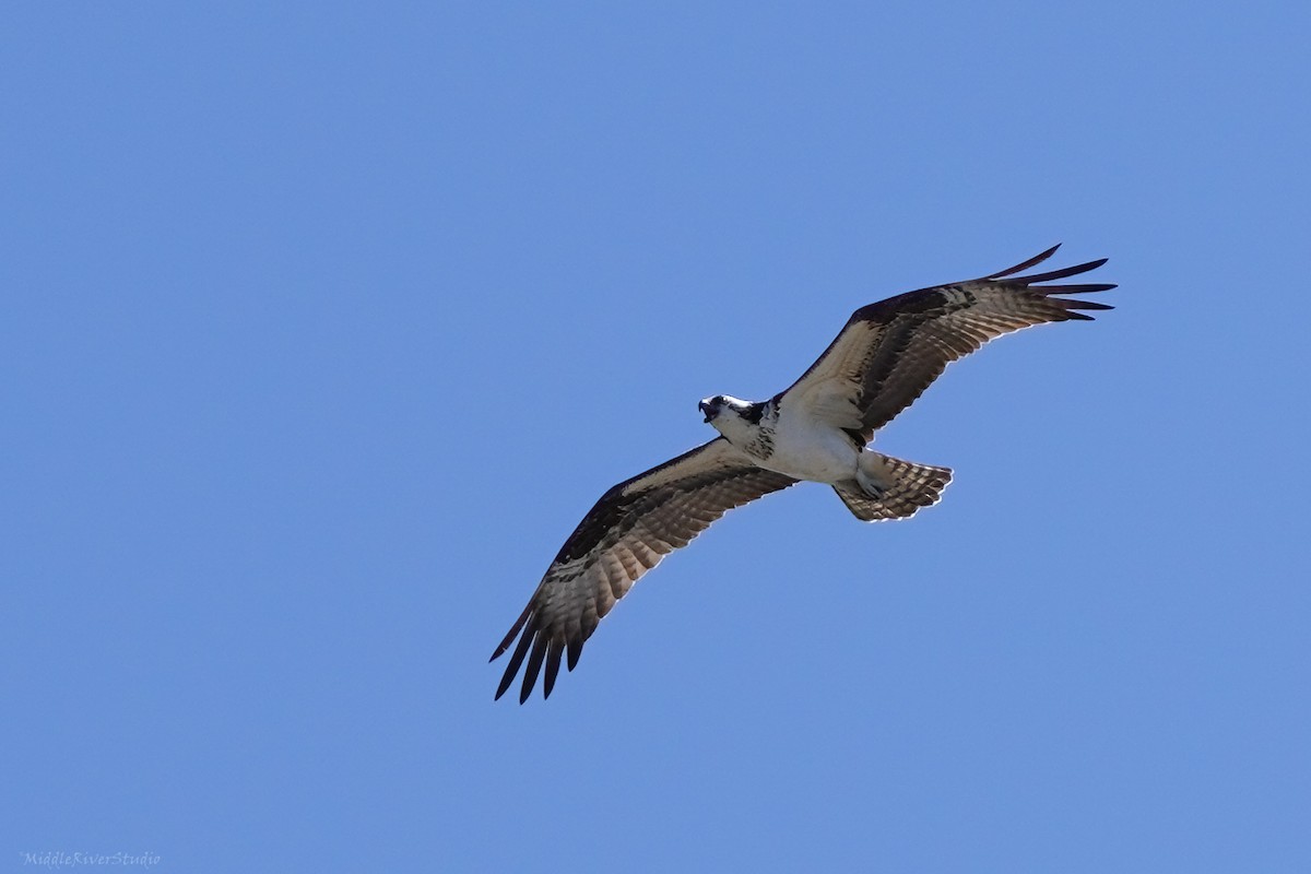 Osprey - ML553588771