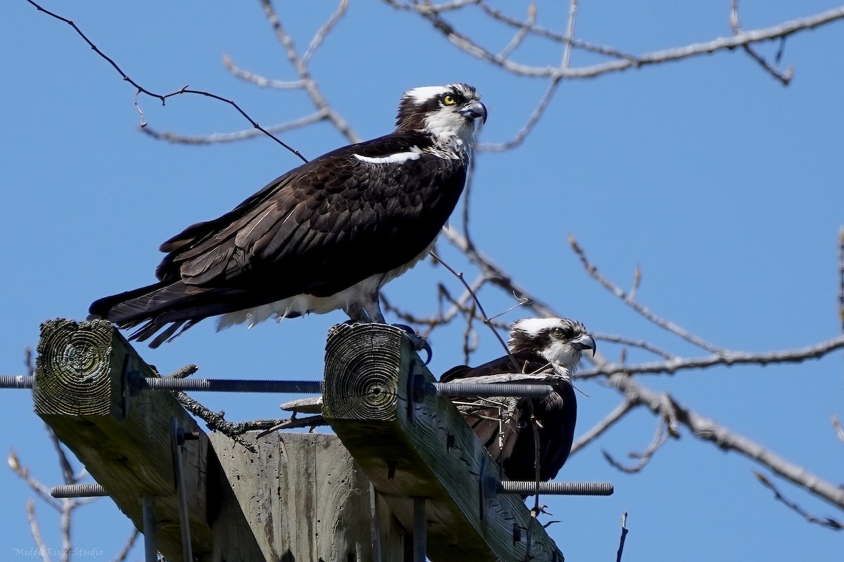Osprey - ML553588781