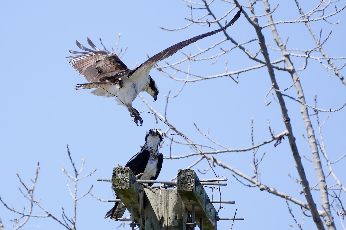 Osprey - ML553588791
