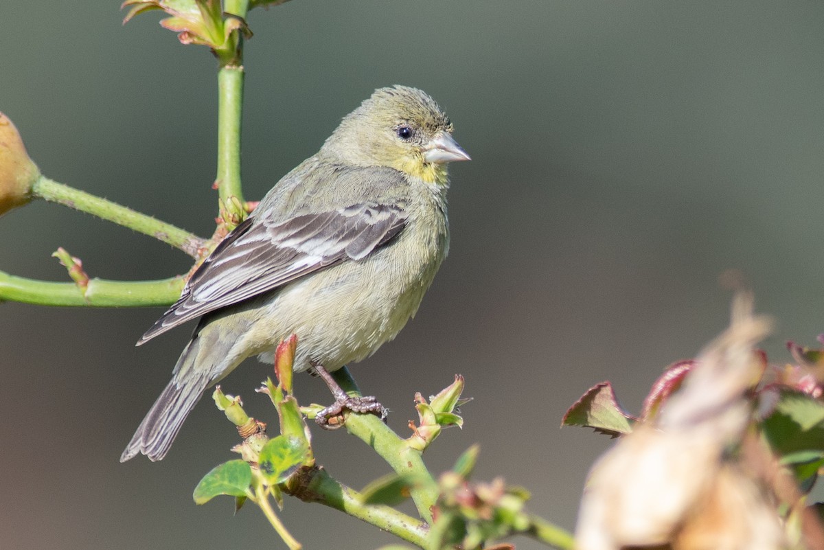 Lesser Goldfinch - ML553588961