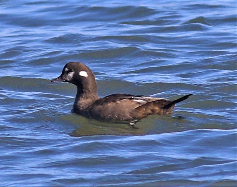 Harlequin Duck - ML553589121