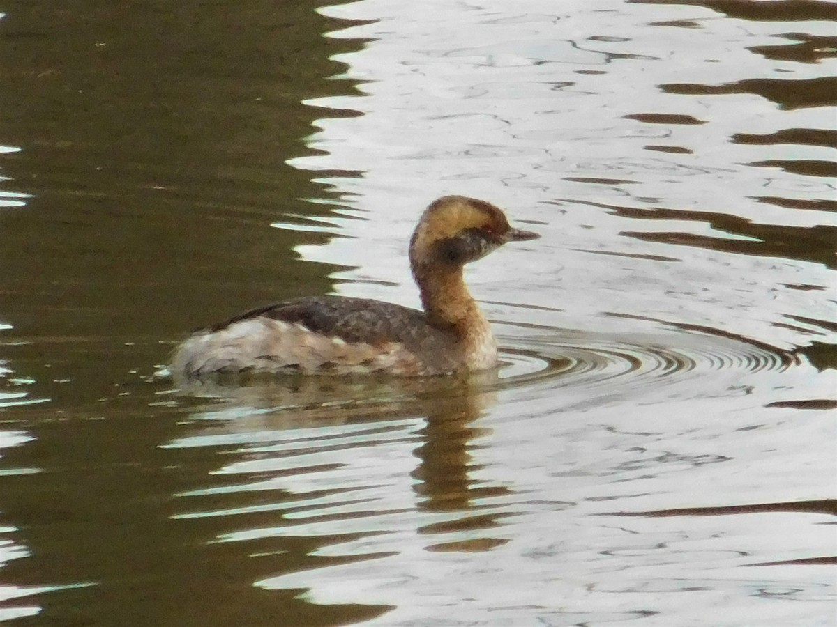 Ухаа шунгуур - ML553589291