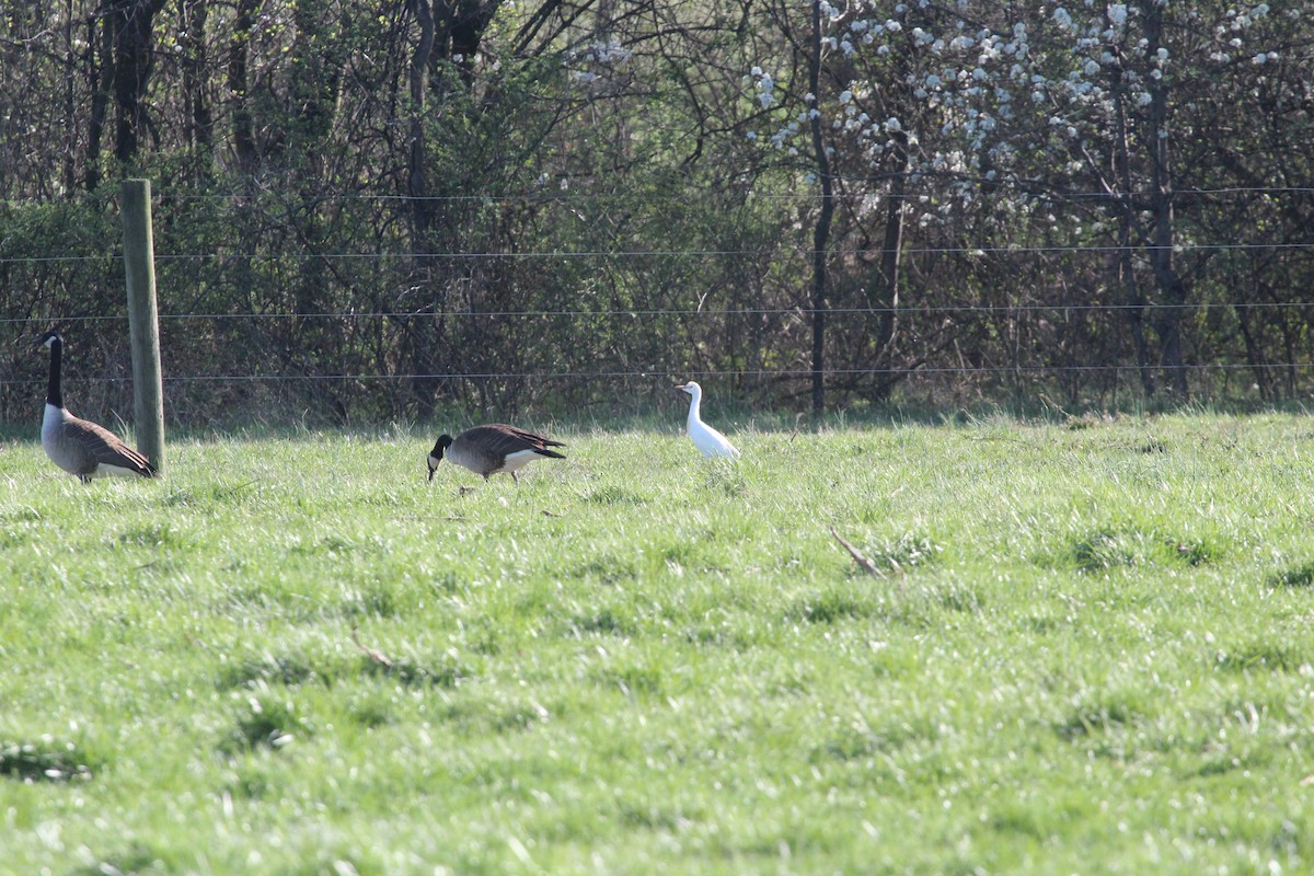 Western Cattle Egret - Matthew Halley