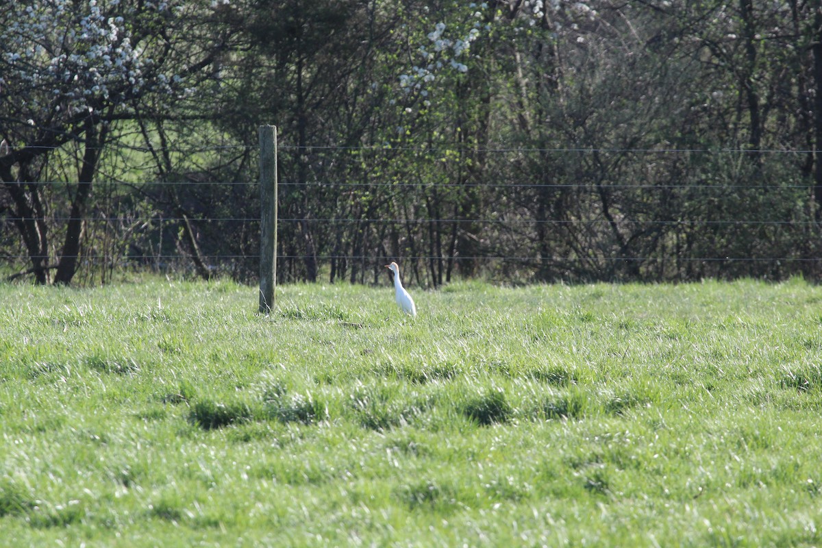 Western Cattle-Egret - ML553589531