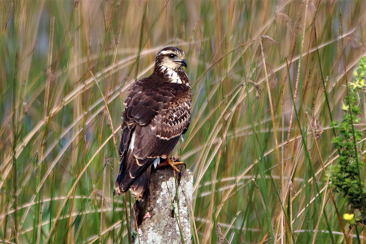 Snail Kite - Fabio Landmeier