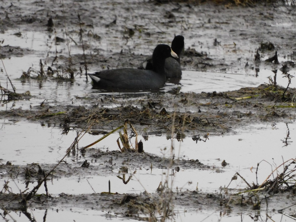 American Coot - ML553593341