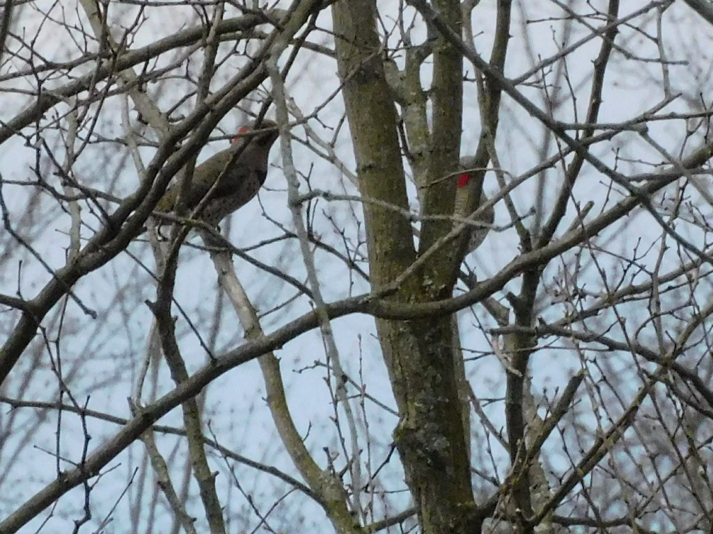 Northern Flicker - ML553594691