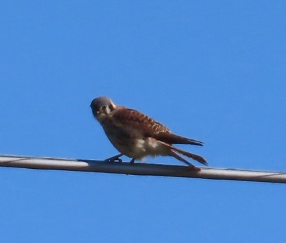 American Kestrel - ML553597981