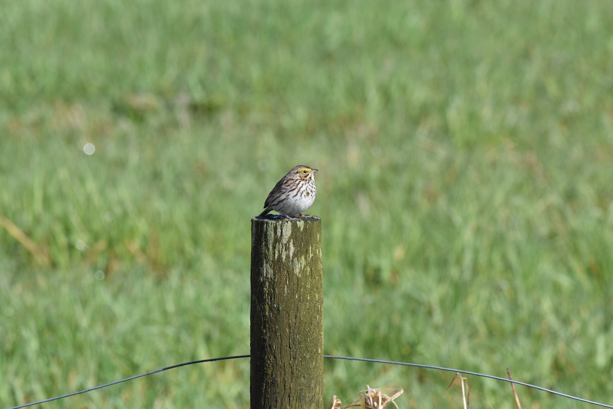Savannah Sparrow (Savannah) - ML553599221