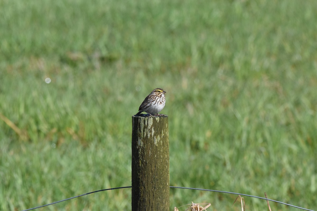 Savannah Sparrow (Savannah) - ML553599231