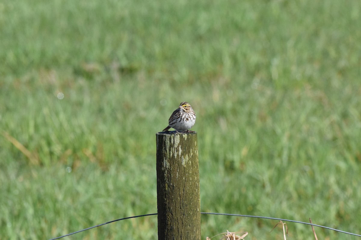 Savannah Sparrow (Savannah) - ML553599241