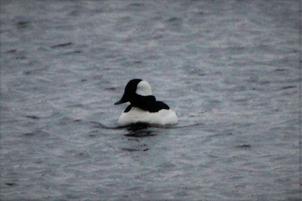 Bufflehead - Jim de Waal Malefyt