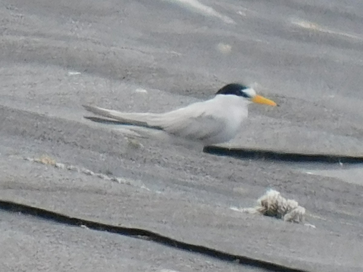 Least Tern - ML553600561