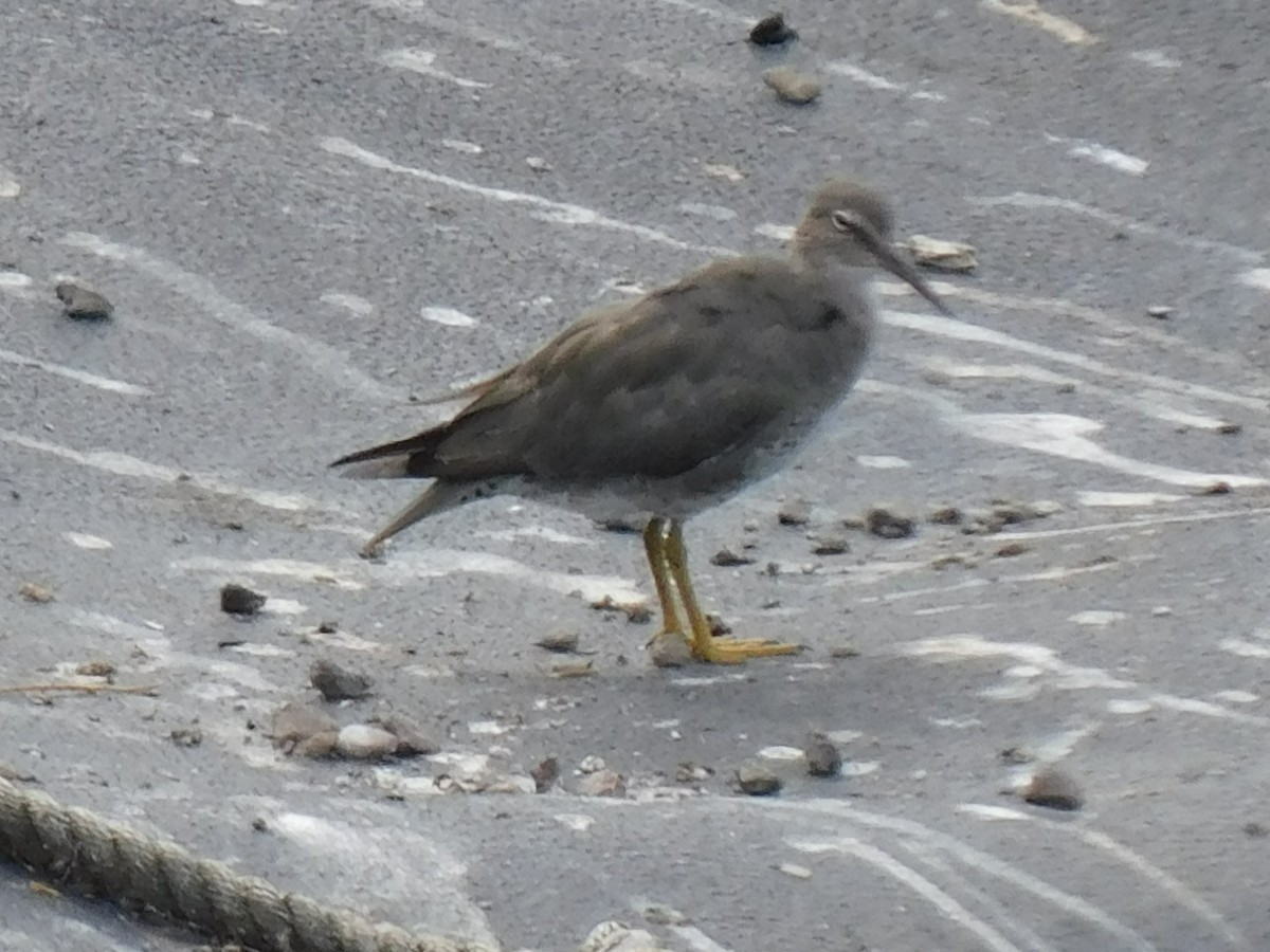 Wandering Tattler - ML553600611