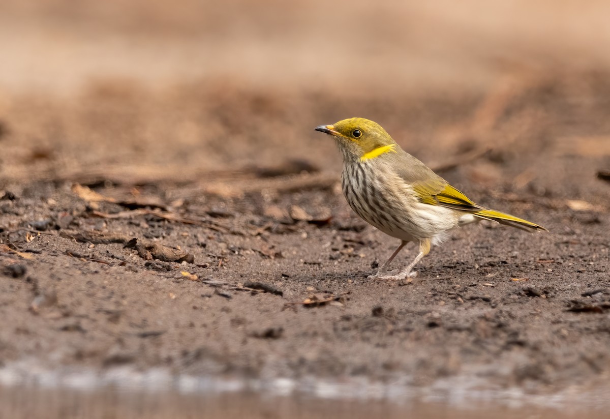 Yellow-plumed Honeyeater - ML553602591