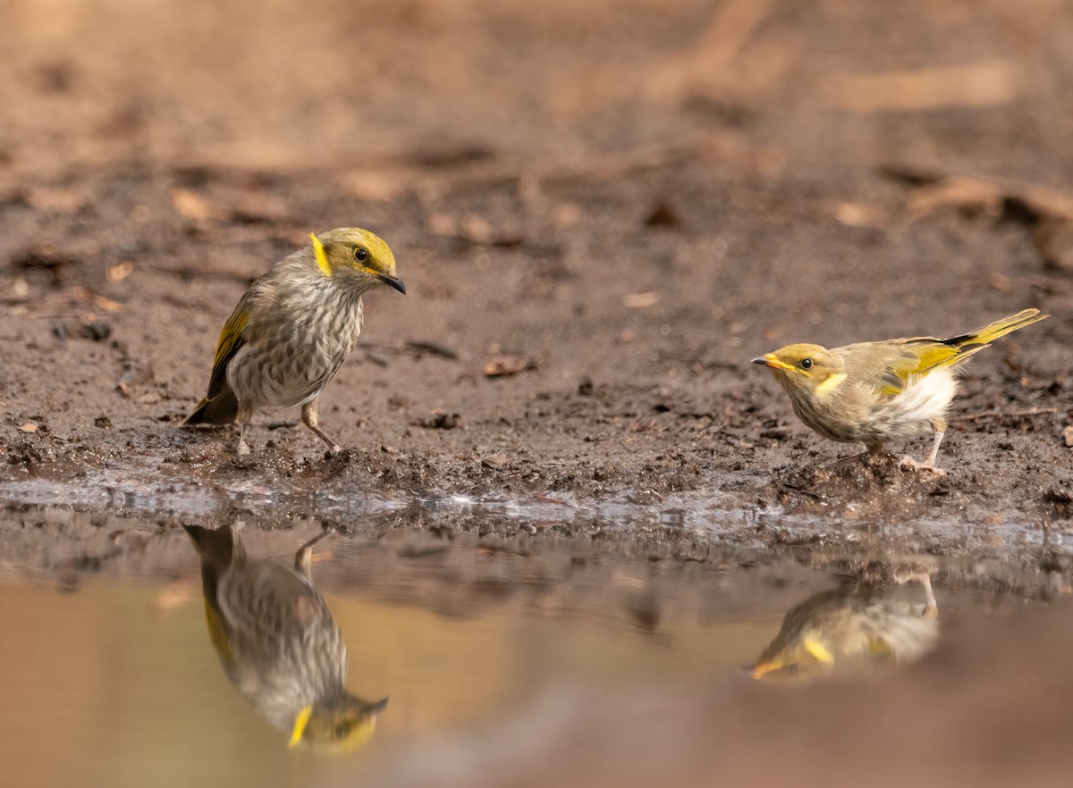 Yellow-plumed Honeyeater - ML553602621