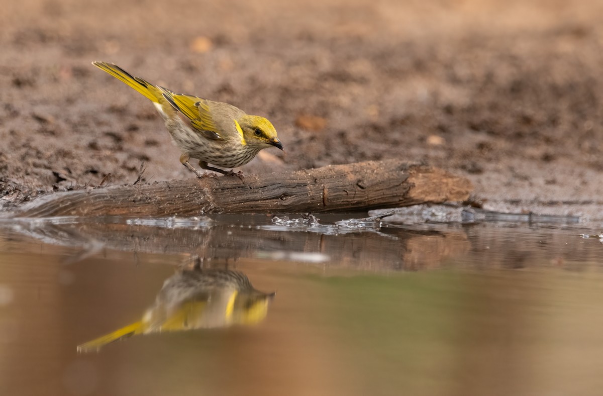 Yellow-plumed Honeyeater - ML553602631